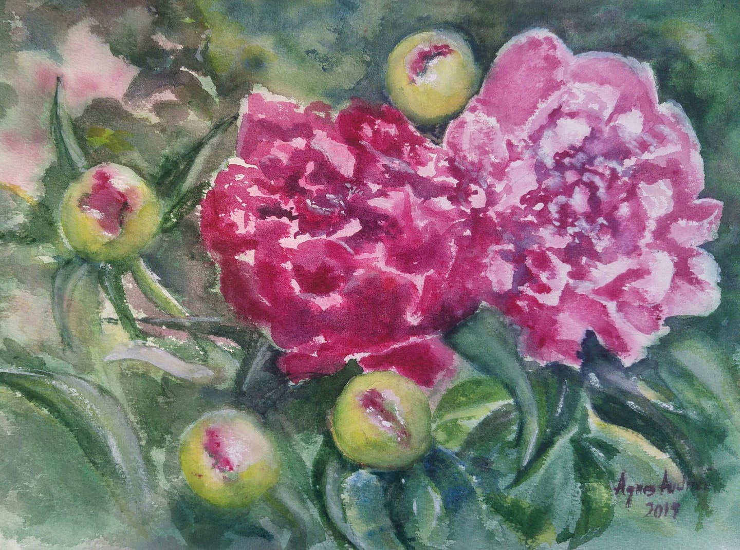 peonies watercolor